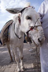 Donkey in Jerusalem
