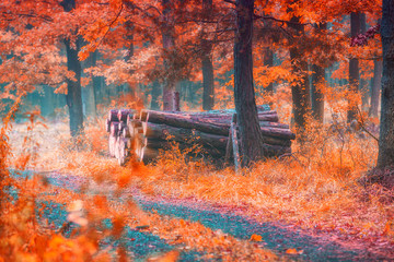 Fototapeta na wymiar Foggy forest in autumn