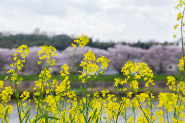 Obraz premium grop of canola flower beside the walkway riverbank