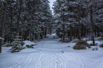 Winter in Karkonosze - Fog, frost nad snow