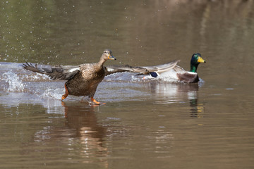 Mallard, Duck, Anas platyrhynchos