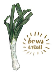 bows onion sketch. harvesting