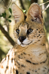 Serval