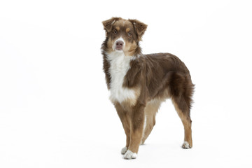 Hund australian shepherd als Freisteller