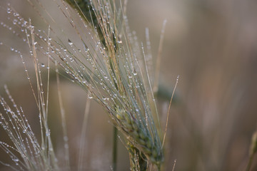 wheat ears