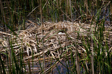 Wild swans nest in the reeds in the Volga delta. Astrakhan region. Russia
