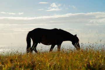 Easter Island Wild Horse