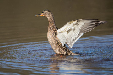 Mallard, Duck, Anas platyrhynchos