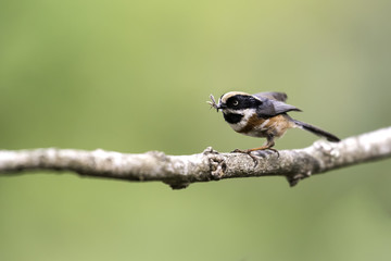 Black-throated Tit hold food in mouth for feeding in nature