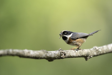 Black-throated Tit hold food in mouth for feeding in nature