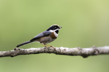 Naklejka premium Black-throated Tit hold food in mouth for feeding in nature