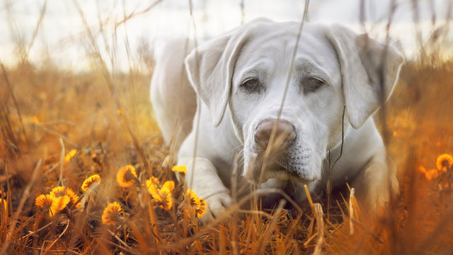 Weißer labrador retriever hund welpe auf einer Wiese hinter Blumen