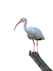 American White Ibis on White Background, Isolated