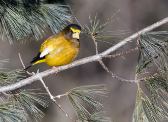 Male Evening Grosbeak in Winter