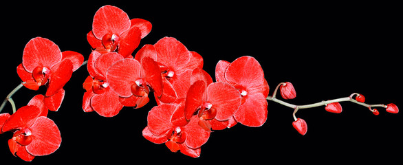 Orchid flower isolated on black background.