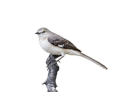 Northern Mockingbird on White Background, Isolated