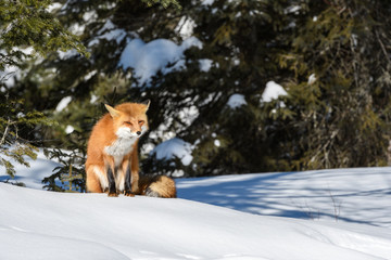 Red Fox Sitting on Snow in Winter