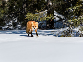 Red Fox Walking on Snow in Winter