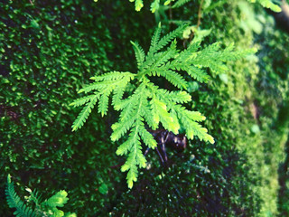 nature plant on green background