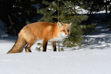 Red Fox Standing on Snow in Winter