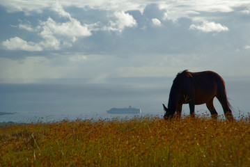 Easter Island Wild Horse