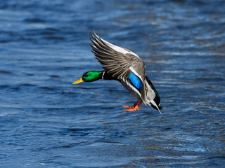 Obraz premium Male Mallard Landing on Water