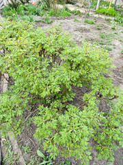 Fototapeta na wymiar Paeonia suffruticosa, tree peony