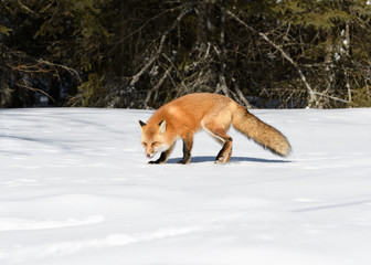 Red Fox Walking on Snow in Winter 