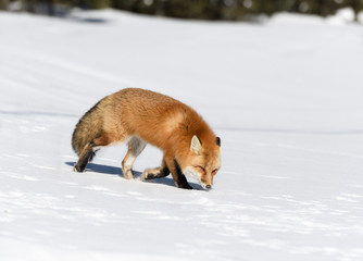 Red Fox Walking on Snow in Winter 