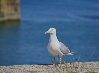 Herring Gull