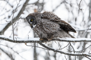 Great Gray Owl in Winter
