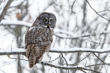 Great Gray Owl in Winter