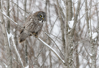 Great Gray Owl in Winter