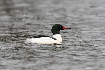 Male Common Merganser Swimming