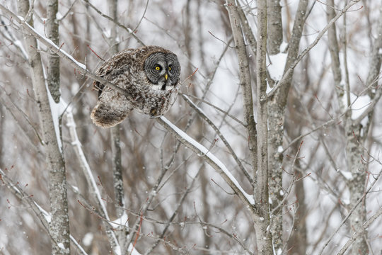 Great Gray Owl in Winter