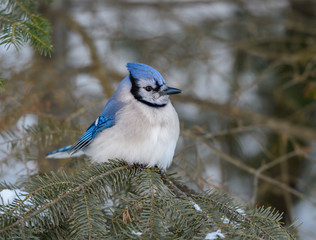 Blue Jay in Winter