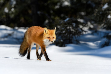 Naklejka na ściany i meble Red Fox Walking on Snow in Sunny Winter Day