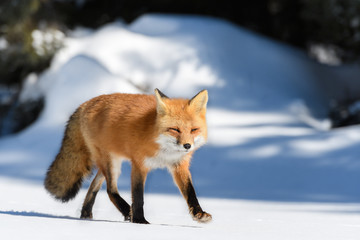 Naklejka na ściany i meble Red Fox Walking on Snow in Winter