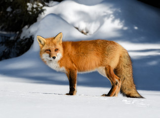 Red Fox Standing on Snow in Winter