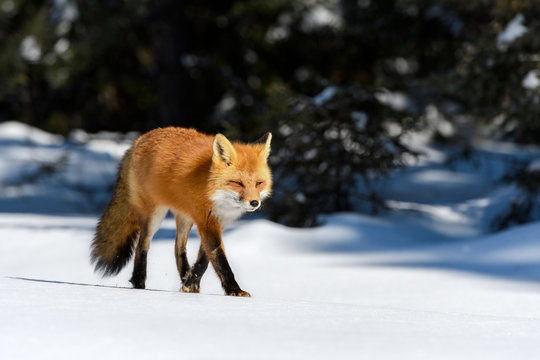 Red Fox Walking on Snow in Sunny Winter Day © FotoRequest