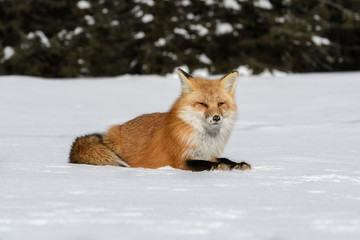 Red Fox Lying on Snow