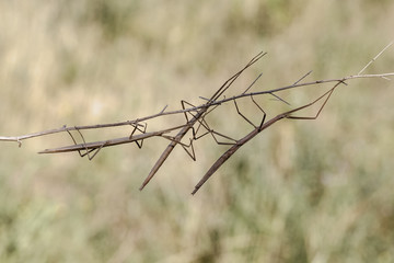 Walking stick, Diapheromera femorata, Phasmatodea