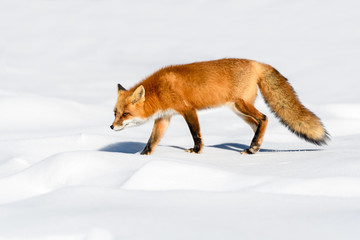 Obraz premium Red Fox Walking on Snow in Winter