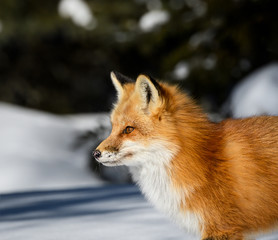 Naklejka na ściany i meble Red Fox Portrait in Winter