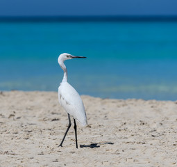 Reddish Egret Immature Standing on the Beach 