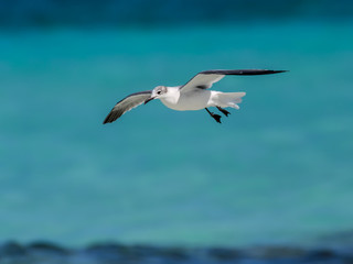 Fototapeta na wymiar Laughing Gull in Flight Over Ocean 