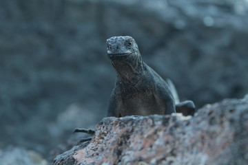 Meerechse Galapagos