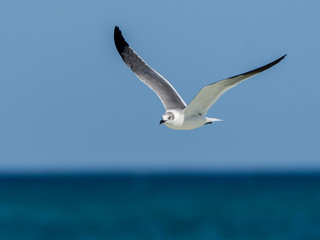 Laughing Gull in Flight Over Ocean on Blue Sky
