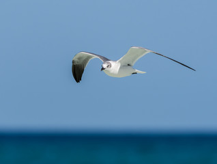 Laughing Gull in Flight Over Ocean on Blue Sky