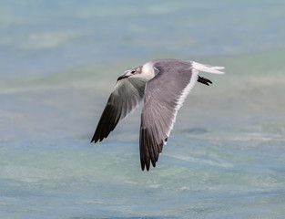 Laughing Gull in Flight Over Ocean 